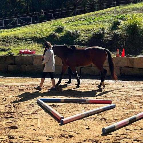 Horse Activities