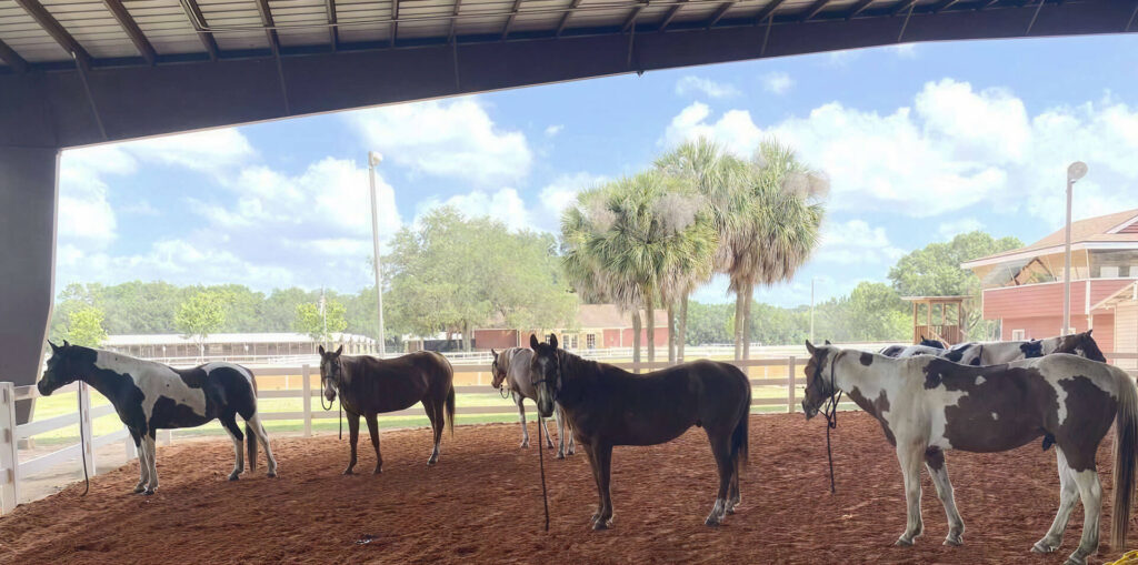 Ready To Experience Christian Horse Group Activities