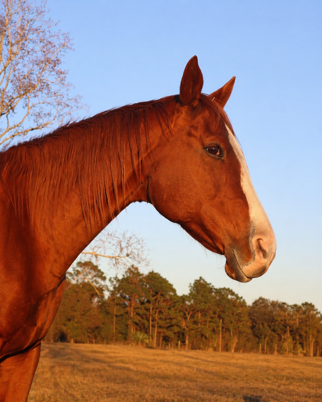 Christian Horse Adventures Jewel