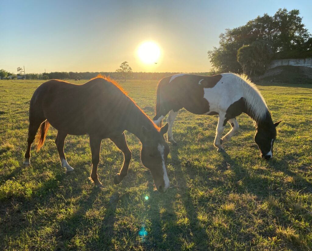 Horses grazing sunset